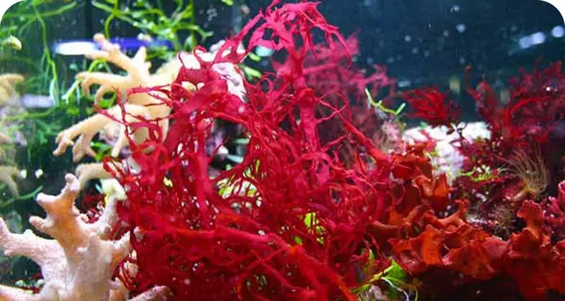 LuminEye™ Astaxanthin eye fatigue and digital strain relief support